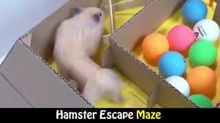 Funny Hamster | Hamster Escape Maze With Trap