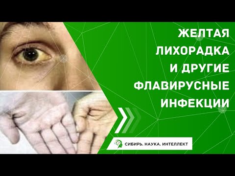 Желтая лихорадка и другие флавирусные инфекции