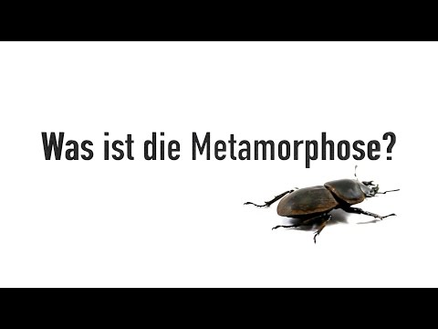 Was ist die Metamorphose? 🐛  🦋