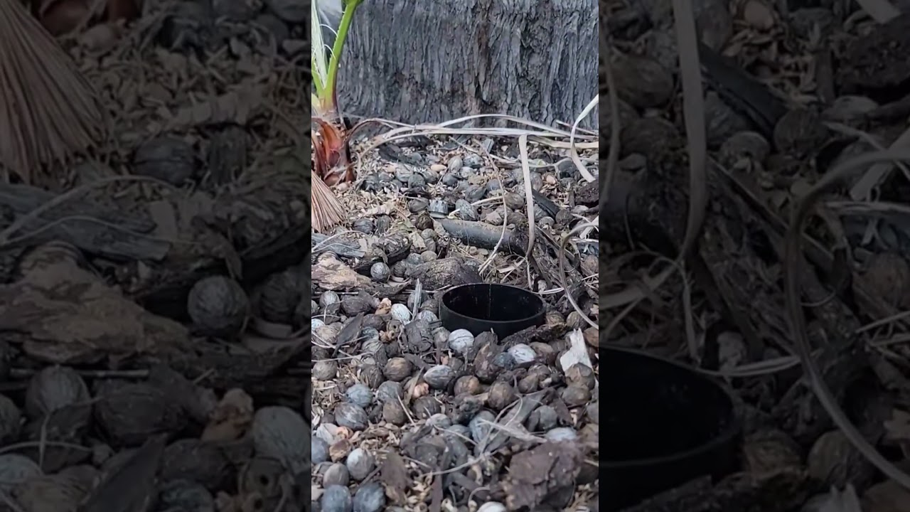 How Varmtalys In-Ground Lights Instantly Upgraded This Backyard