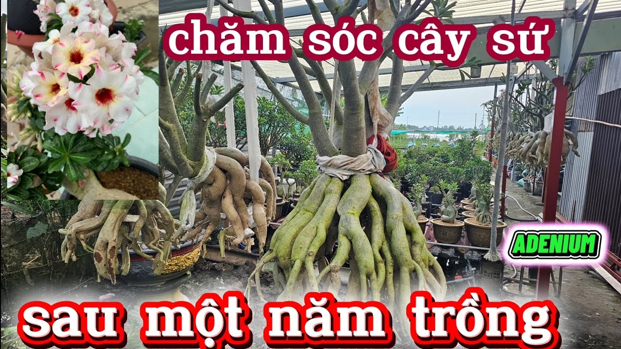 Chăm sóc , kinh nghiệm , kỉ thuật cho cây sứ (ADENIUM) SAU một năm trồng# bonsai#hoa kiểng