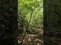 Massive 3d Gorilla Target - ELB #archery #sport #outdoors #practice #friends #fun #nature #ok #3d