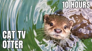 LIVE Otters in the Water (10H) | Relaxing Nature Sounds & Meditation Music for Calm Focus and Sleep screenshot 4