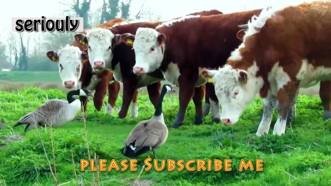 Clever Cows Funny Cows – Funny Cow Videos – Cute Cow & Horse Video