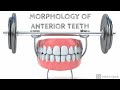 MORPHOLOGY OF TOOTH (ANTERIOR)