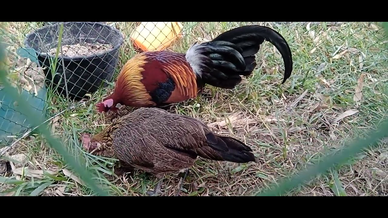 เลือกไก่ต่อ.แบบใหนดี.คลิปนี้มีคำตอบจ้วดๆๆคับผม