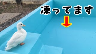 Duck VS Frozen Pool