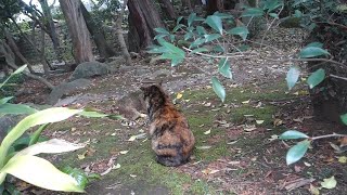 【猫動画】さび猫ちゃんこっち向いて #猫  #地域猫  #野良猫