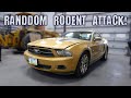 Mustang Wiring Attacked by Evil Rodents