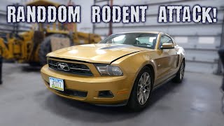 Mustang Wiring Attacked by Evil Rodents