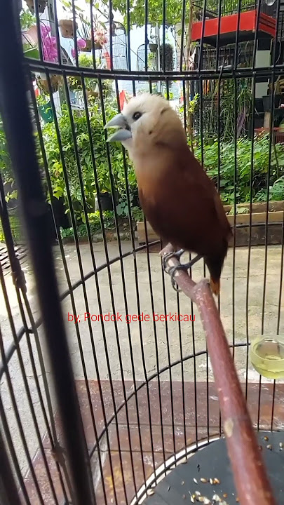 BURUNG EMPRIT TERMAHAL || emprit kaji isian kenari