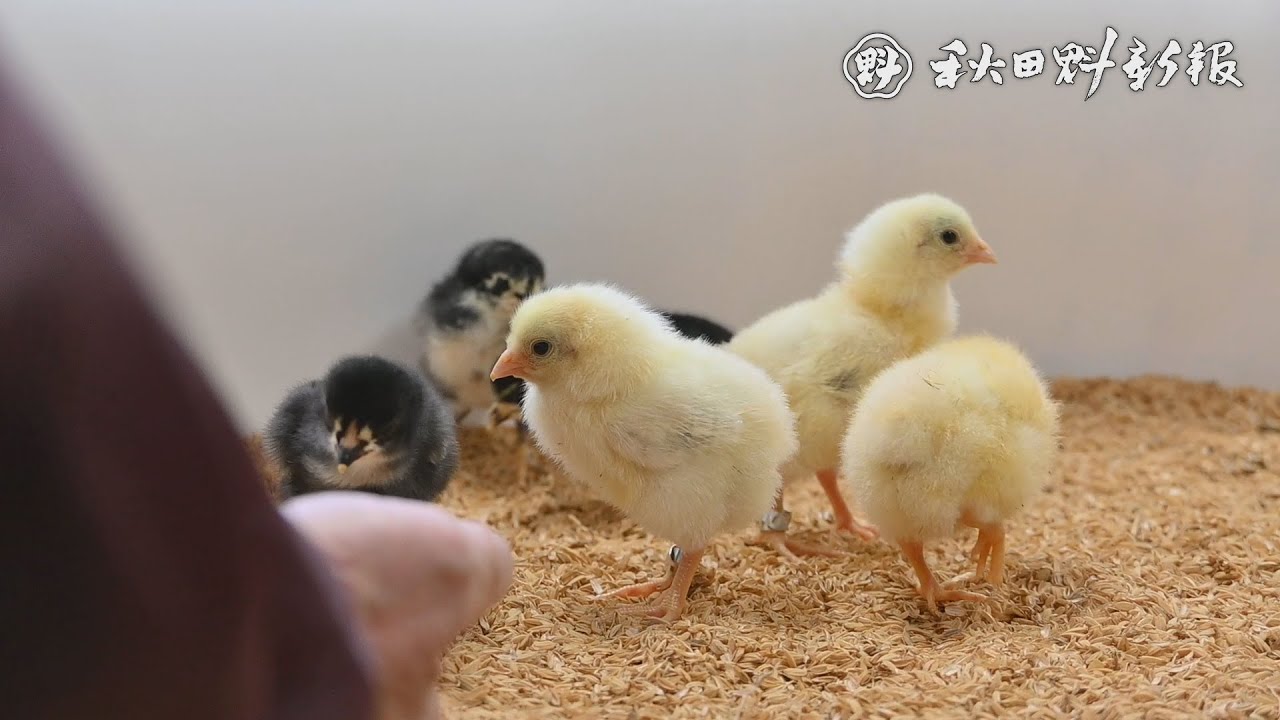 羽毛ふわふわ！比内鶏と金八鶏のひな誕生 大館市・秋田三鶏記念館
