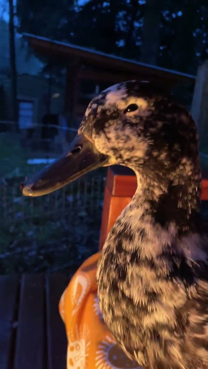 Dapper Ducks || ViralHog