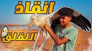 انقاذ طائر اللقلق واطلاق سراحه في بحيرة ناصر !! 😍🐦