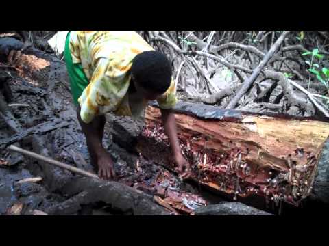 Eating A bivalve ShipWorm (mollusk) - YouTube