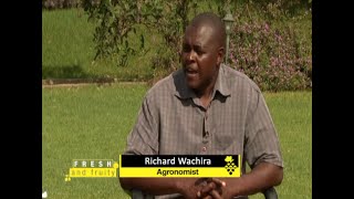 "Passion Fruit farming in Kenya is very profitable" - Expert Guide part 2 screenshot 4