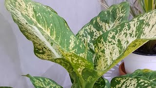 Dieffenbachia نبات الديفنباخيا نباتات منزلية داخلية