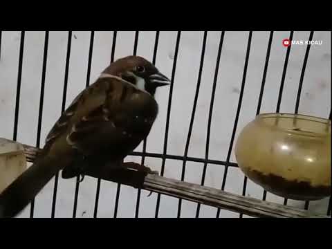 Nilai Murai Batu Meningkat 1000 Jika Ada Isian Suara Burung