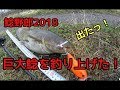 鯰fishing 遂に巨大鯰を狩り上げたっ!2018初鯰に興奮気味のYATAROU君