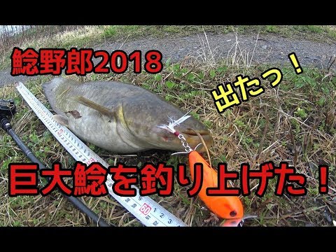 鯰fishing 遂に巨大鯰を狩り上げたっ!2018初鯰に興奮気味のYATAROU君 - YouTube