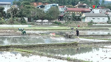 Nông dân Lục Yên xuống đồng gieo cấy lúa đông xuân