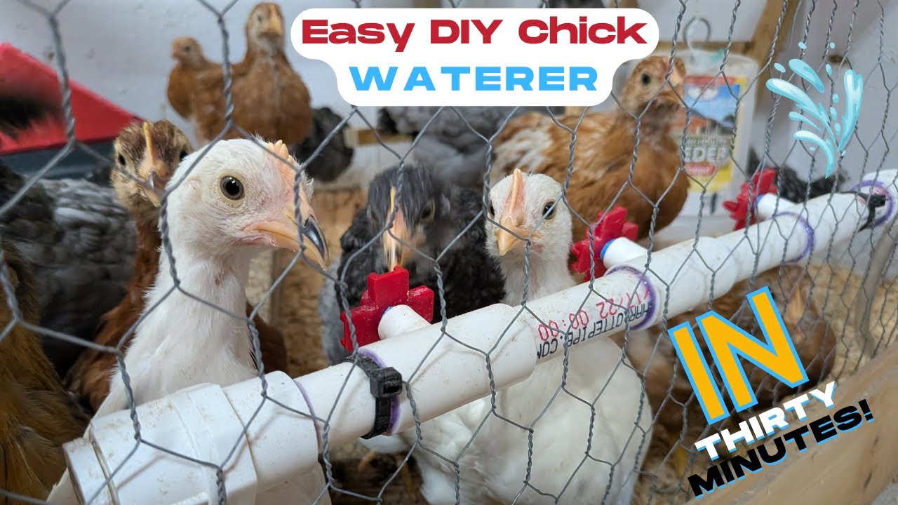Make a Simple DIY Chick Waterer in 30 Mins! #chickens #diychickwaterer ...