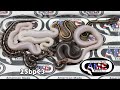 25bpc3 fm Mojave Sterling Het Pied x m Black Pastel Pied