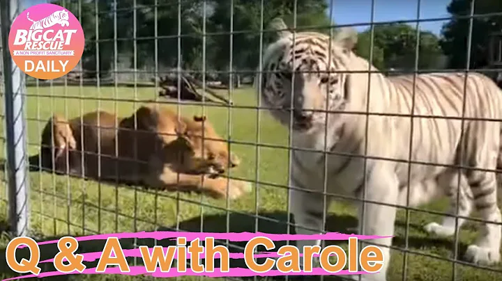 Q&A with Carole