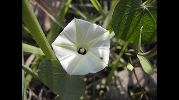 Use of Response Surface Methodology (RSM) to Optimize Culture Media for in vitro Callogenesis