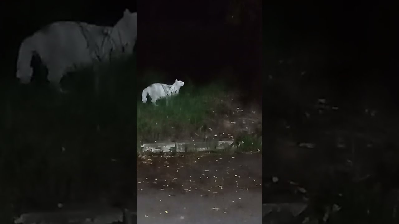 La pantera blanca...