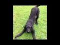 Reuben the Standard Poodle happiness demonstration, funny and cute dog video