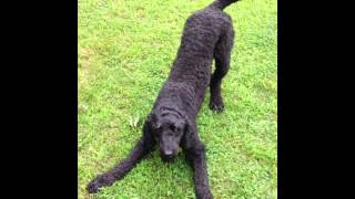 Reuben the Standard Poodle happiness demonstration, funny and cute dog video