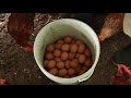 Gallinas de postura Sena Quindío