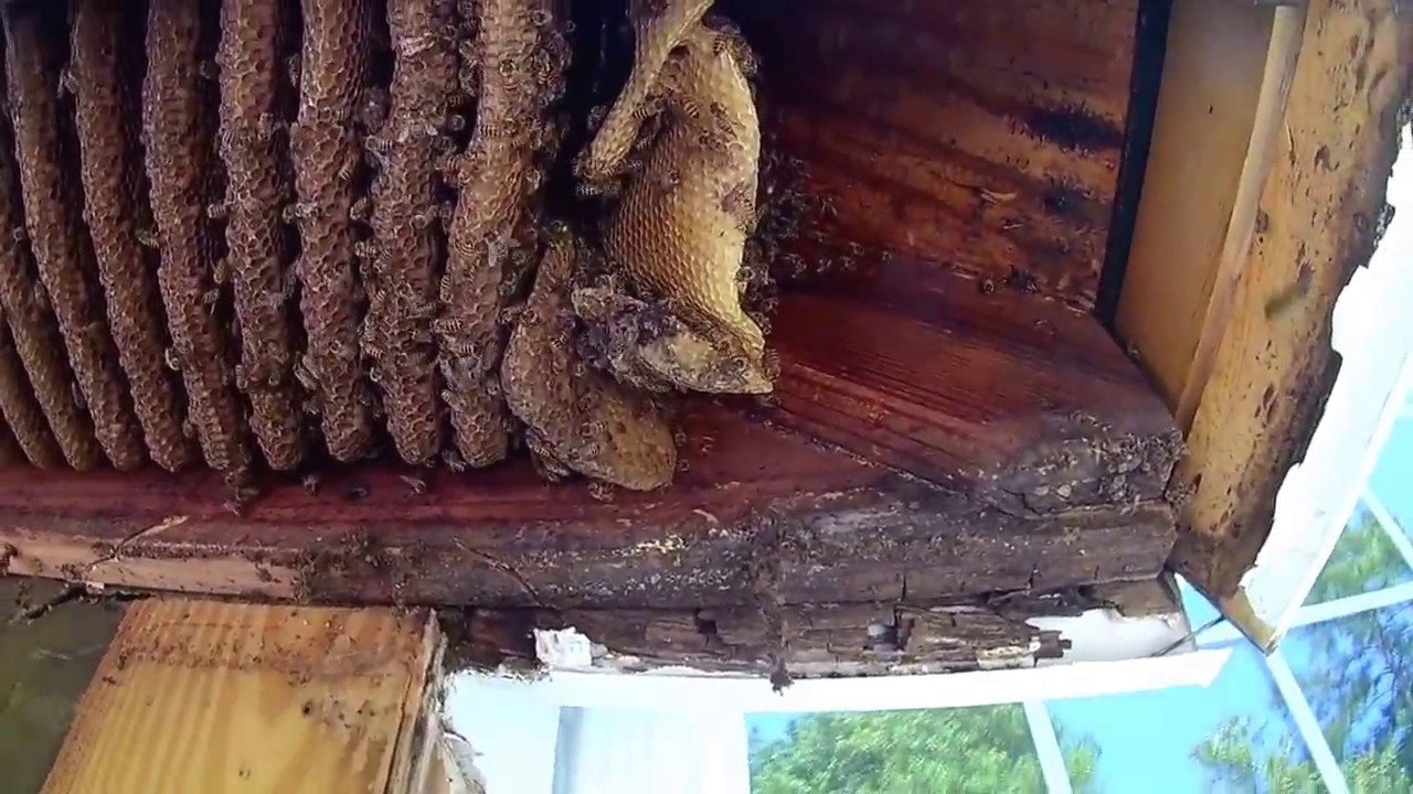 camera iphone 8 plus apk May 19, 2017