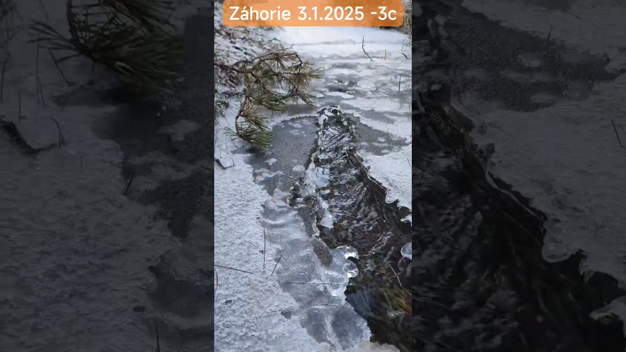 Záhorácky les v januári -3c   