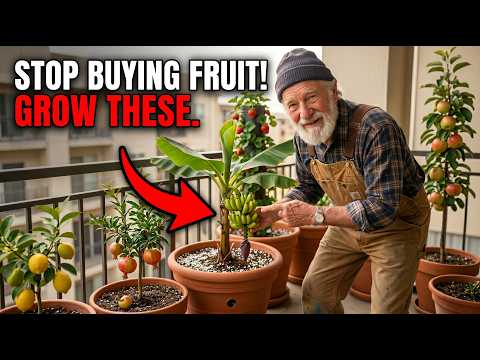 Stop Buying Fruit! 13 Trees That THRIVE in Containers & Produce FAST