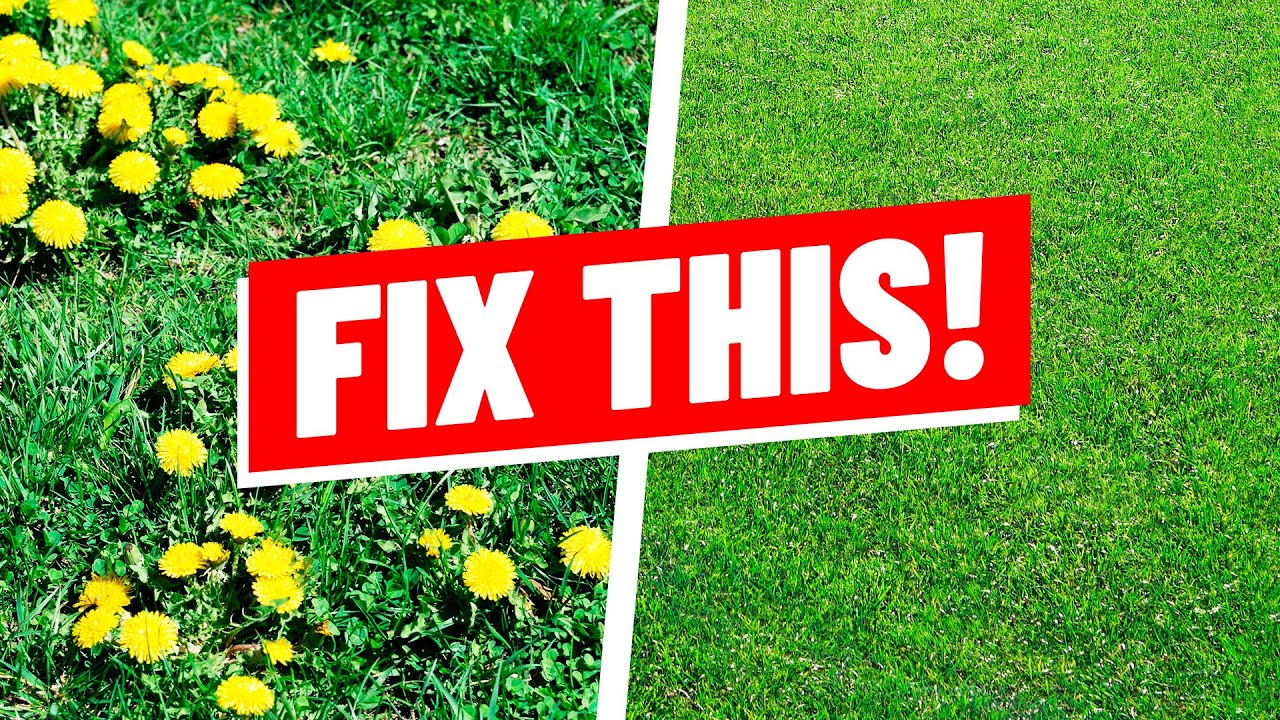 How to Fix an Ugly Lawn Full of Weeds Part One YouTube