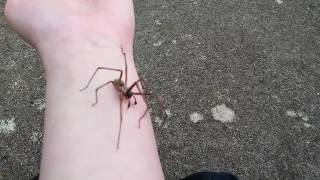 Giant House Spider Crawling On My Arm