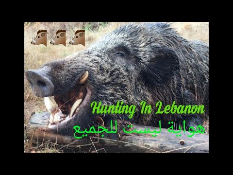 فيديو: صيد الخنازير البرية في الشتاء: الميزات