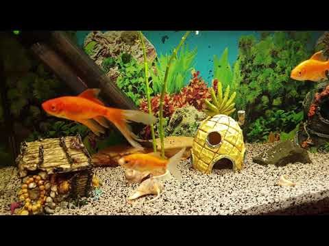 Aquarium Fish (Home Decorative Fish) Аквариум със риби