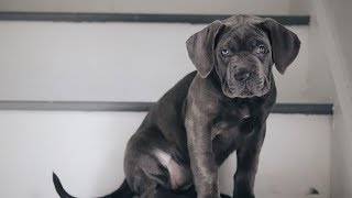 CANE CORSO PUPPY TRAINING!