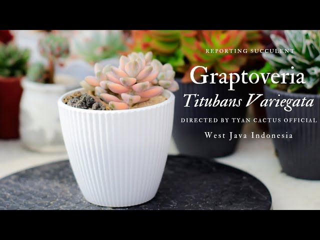 Reporting Succulents | Graptoveria Titubans Variegata | Menanam sukulen  #sukulen #menanam #succulent