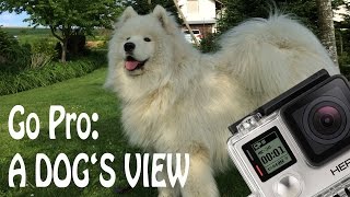 Go Pro: A Dog's View by Kiro 456 views 7 years ago 4 minutes, 28 seconds