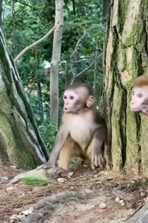 WWE Fighting | Funny Monkey WWE | #shorts