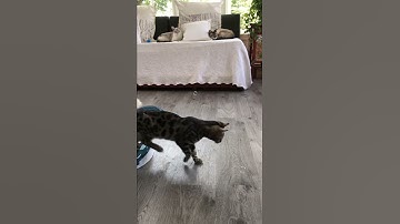 Penny Lane playing with catnip bubbles