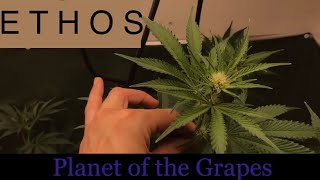 ETHOS Planet of the Grapes - Day 14 of flower