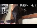 黒猫の可愛い尻尾!窓を開けて欲しくて手が出ました!1月8日...15歳のはちは、黒い猫 第86話