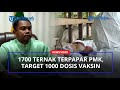1.700 Ternak Terpapar Wabah PMK, Bupati Sergai Masih Tunggu Distribusi 1000 Dosis Vaksin