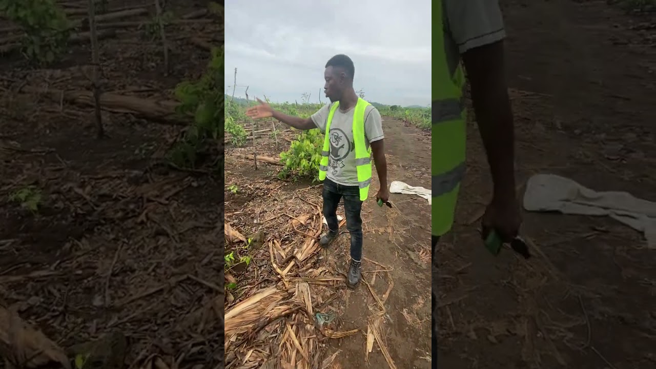 admirez la qualité de mon jeune champs de poivriers (+237)696997739/651891005