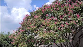 [4K] Relaxing Scenery of Flowers, One Hour Video to See When You Would Like to Be Relaxed